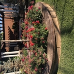 Flower bed