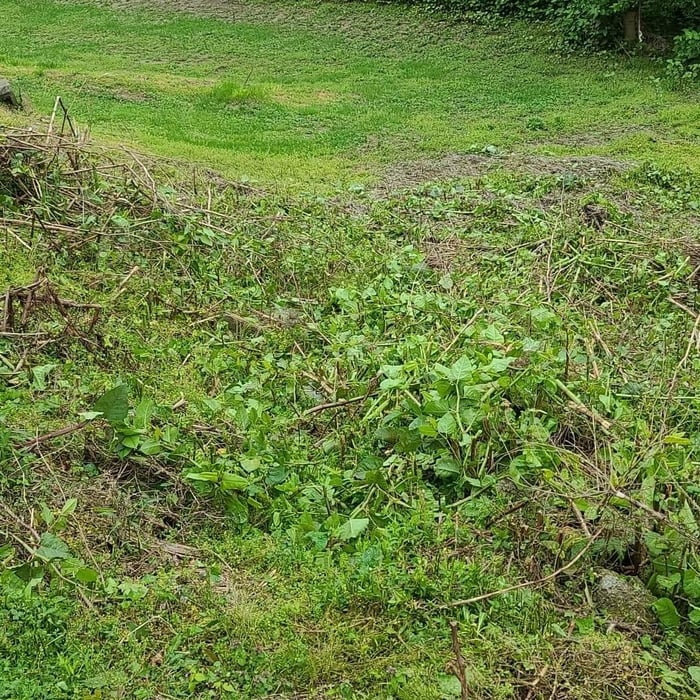 Lawn