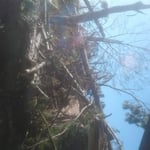 Ms.Peaches House