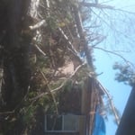 Ms.Peaches House
