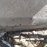 Rodent Exclusion