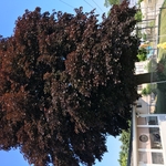 Trimming Crimson Maple