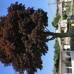 Trimming Crimson Maple