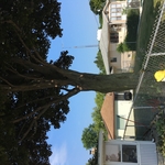 Trimming Crimson Maple