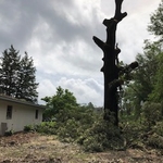 Tree Removal