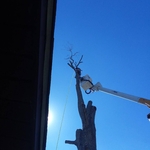 Bucket Truck Tree Removal