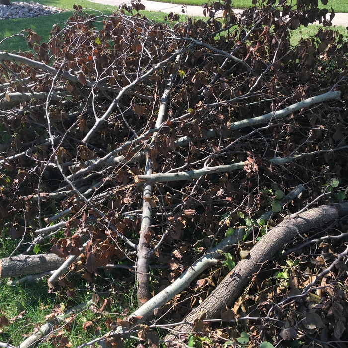 Tree Debris