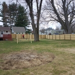 Pressure treated pine