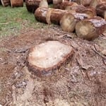 Tree removal