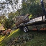 Tree removal
