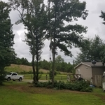 trees