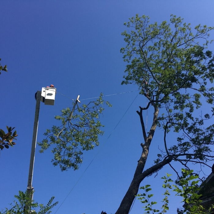 tree