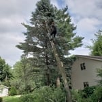 Tree Work