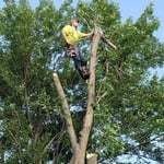Tree Work