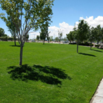 Lawn Mowing