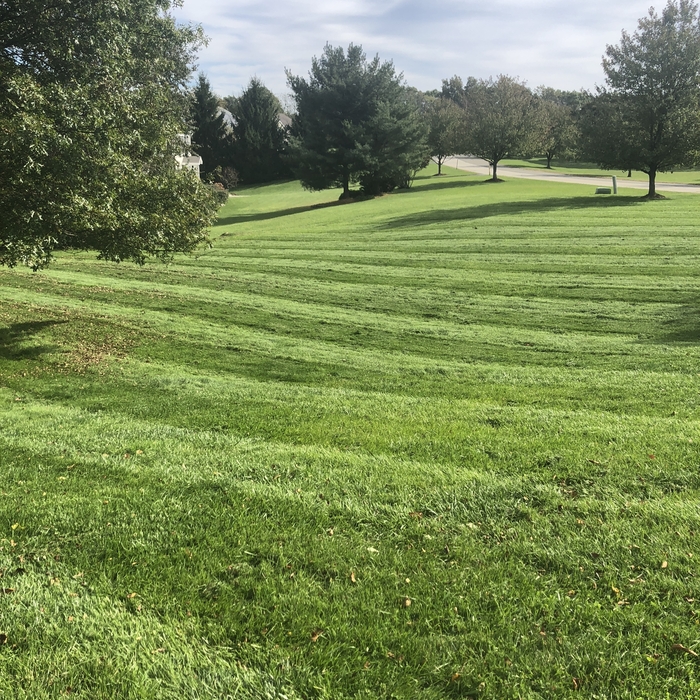 Lawn Maintenance Division
