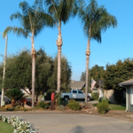 Tree Removal