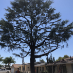 Tree Removal