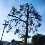 Tree Removal