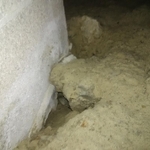 damage from roof rats