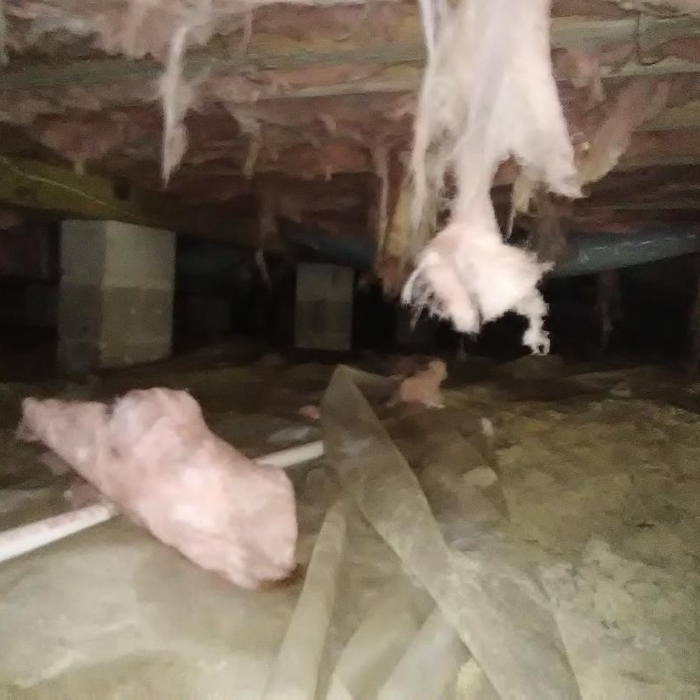 damage from roof rats