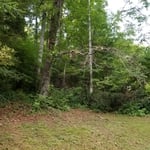 Tree Trimming
