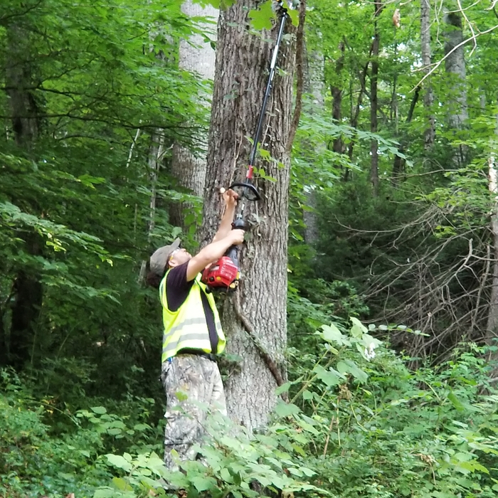 Tree Trimming