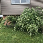 Front bed