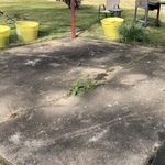 pressure washed