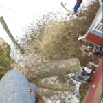 Tree Removal