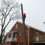 Tree Removal