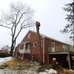 Tree Removal