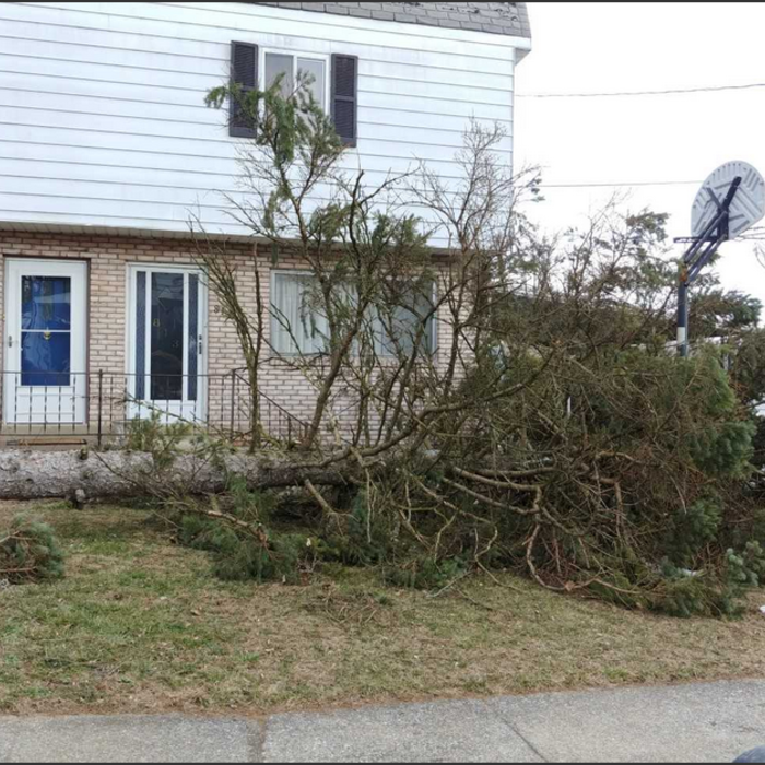 Tree Removal