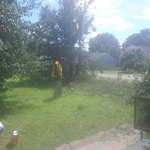 Tree Removal