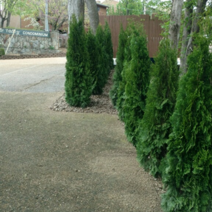 Planting trees