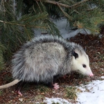 Opossum