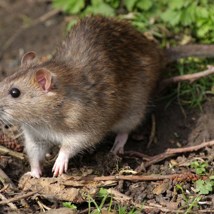 Rat