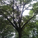 Chance The Tree Man