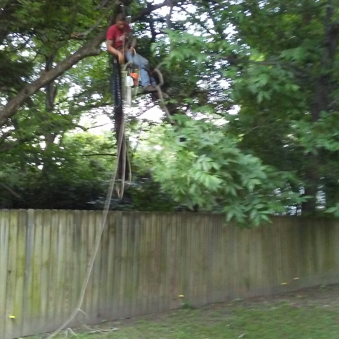Trees over fences