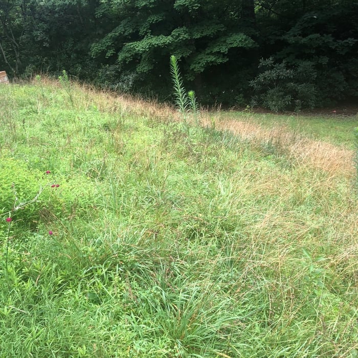 Front yard before