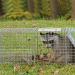 Captured Racoon