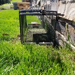 Freshly Baited Trap