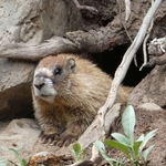Local Marmot