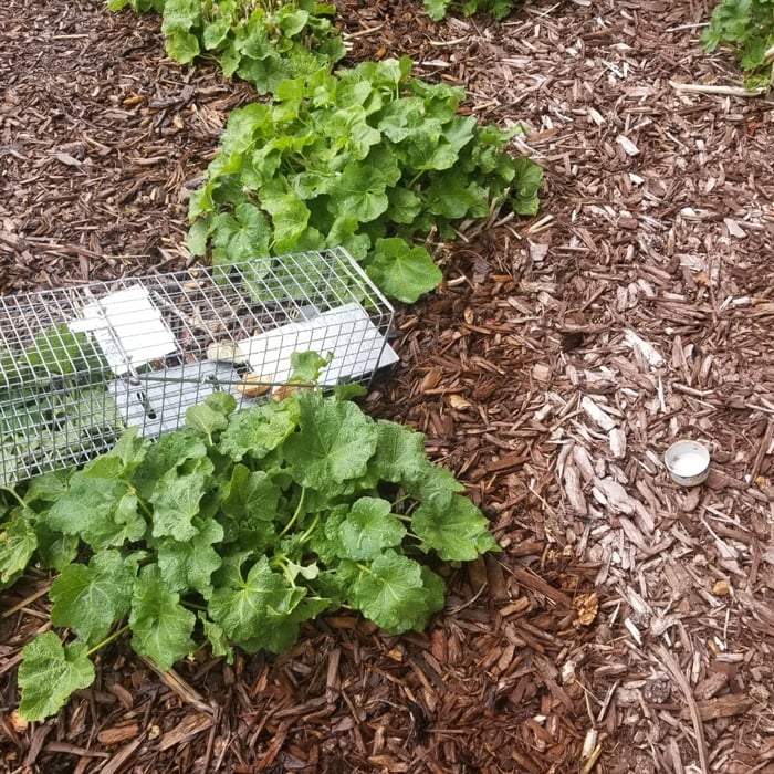 Flipped Over Trap