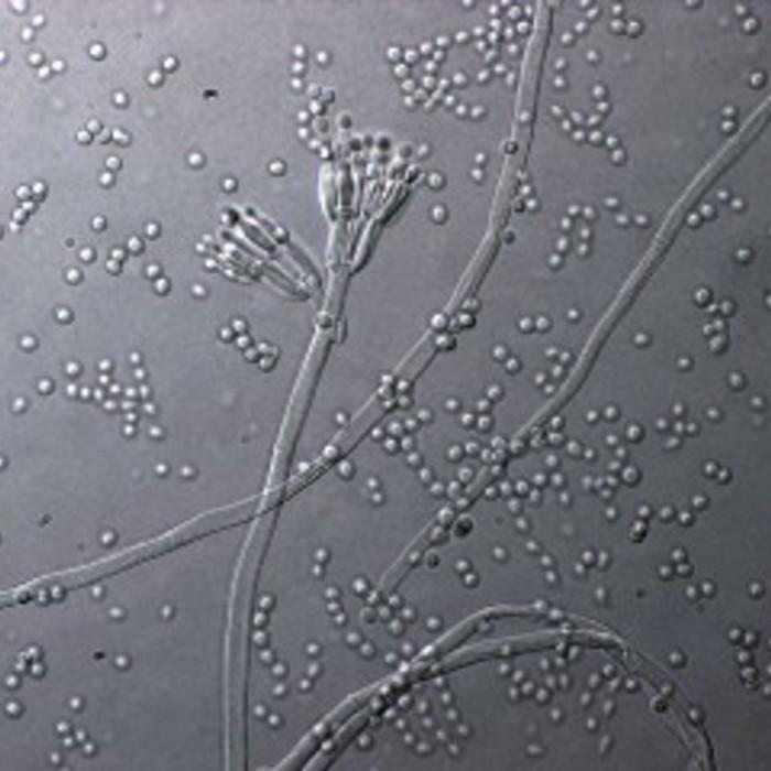 Penicillium
