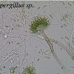 Aspergillus sp.