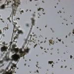 Cladosporium