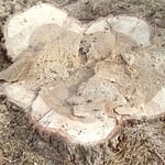 oak tree
