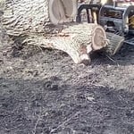 oak tree
