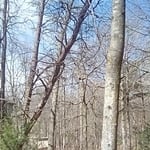 leaning jack pine